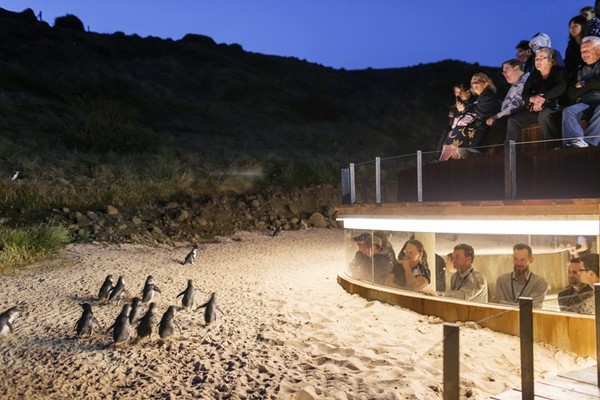 澳洲神仙企鵝島　看呆萌企鵝夜晚「準時下班」歸巢奇景