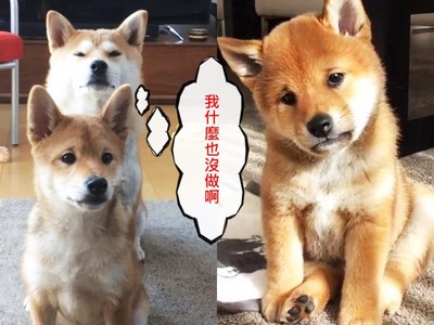 「苦情柴犬」愁眉苦臉是天生的！同伴好無辜：我沒欺負牠啊