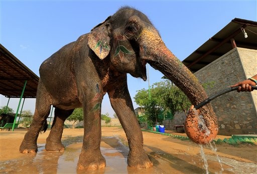 大象 印度象