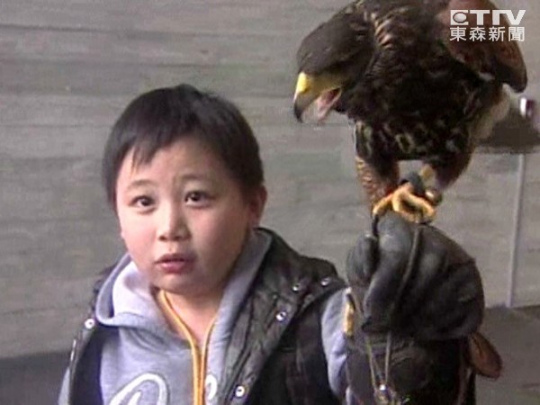 宜蘭的羅東文化工場，「栗翅鷹」執行驅鴿任務。