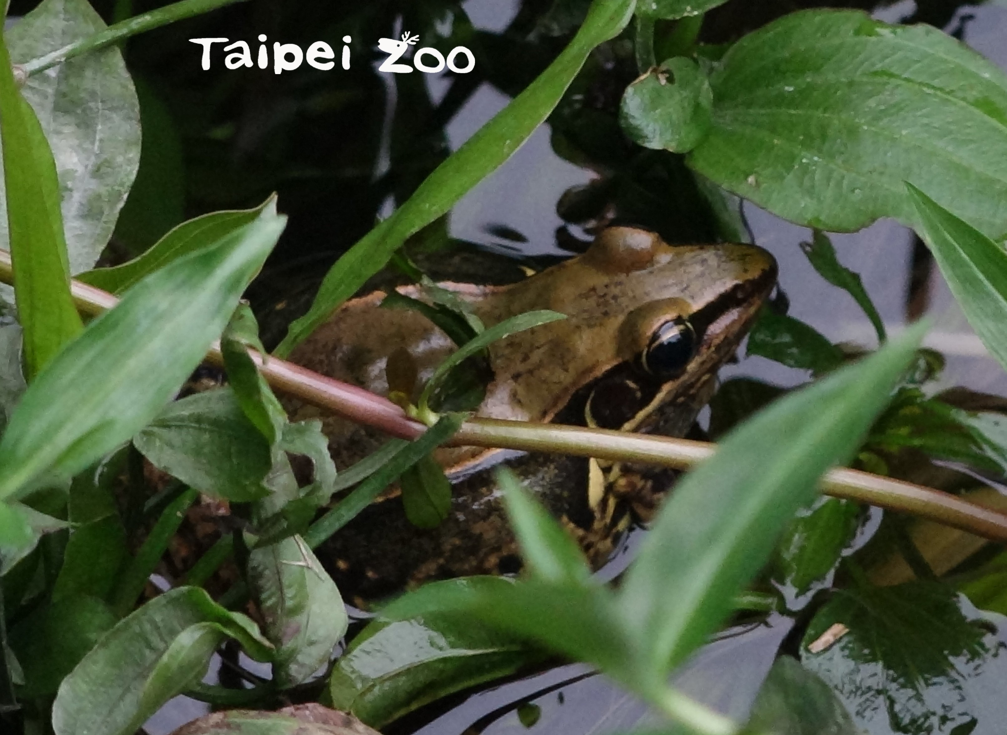 ▲貢德氏赤蛙（圖／台北市立動物園）