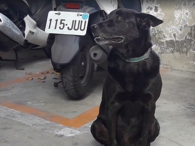 那年我在台南遇見這隻狗　原來牠是波麗士神犬