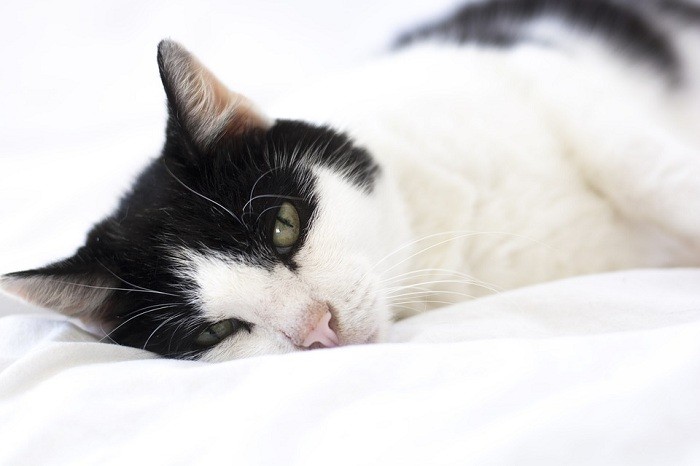 喵咪尿尿有血！ 出現這「8大症狀」請立即前往獸醫院 ETtoday寵物雲 