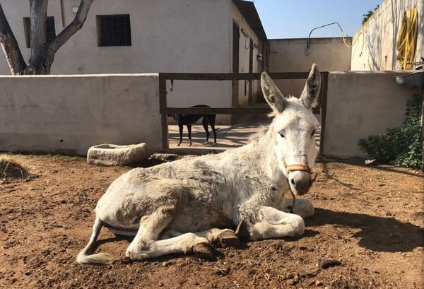 ▲西班牙有隻過勞的驢子累倒在路邊，且長期受主人的虐待。（圖／翻攝自El Refugio del Burrito）