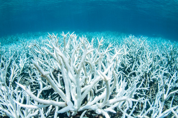 「完全沒機會復育了」大堡礁珊瑚白化綿延1500公里 （圖／路透社）