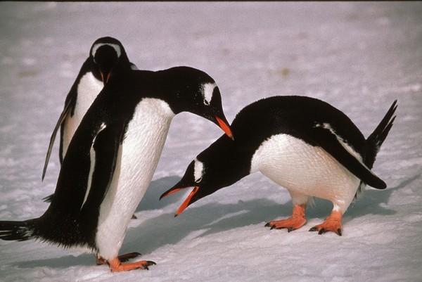 ▲ 巴布亞企鵝（圖／翻攝自British Antarctic Survey官網）