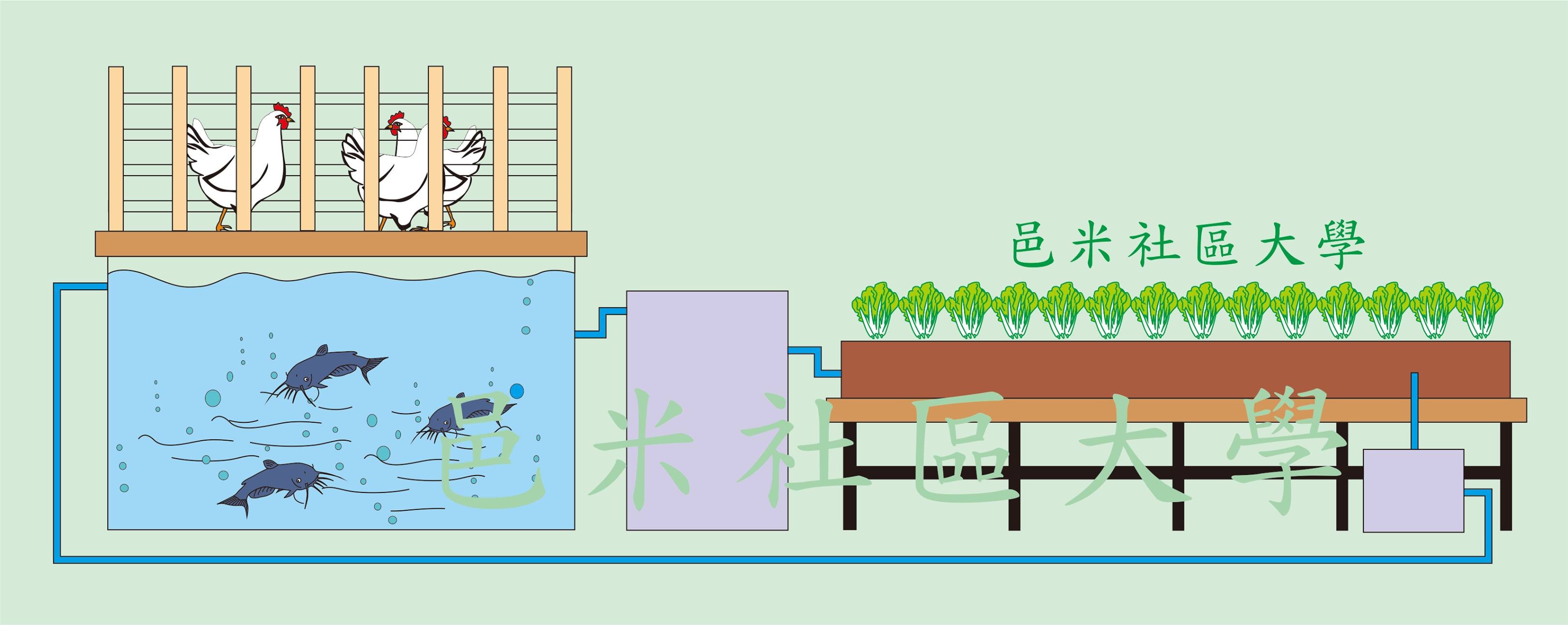 ▼鱼菜共生的原理,让动物排泄物成为绿化农作物的有机肥料