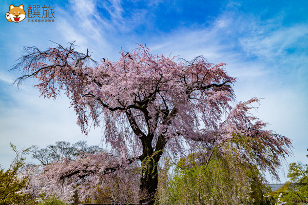 専門 BY2431 一重白彼岸枝垂れ桜 袋帯 hipomoto.com