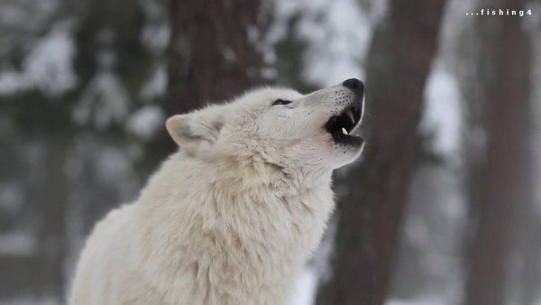 狼嗷呜表情包图片