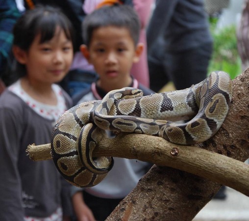 壽山動物園蟒蛇館開張展世界最長 網紋蟒 幼蛇 Ettoday地方新聞 Ettoday新聞雲