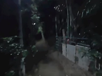 嚇！一鍵沉進「深夜怪樹林」..這360度影片嚇哭無數網友