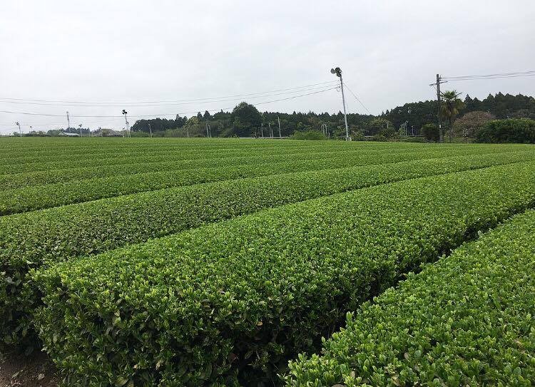 茶樹。（圖／記者蔣妍婷攝）