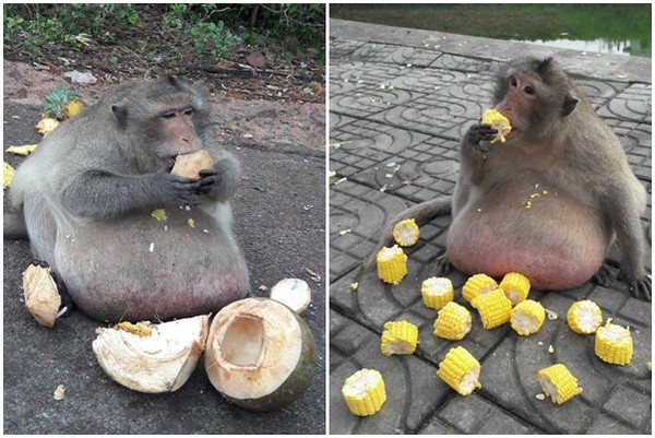 泰國胖獼猴「胖叔」。（圖／翻攝自คนรักลิงหัวใจแกร่ง Facebook、Twitter）
