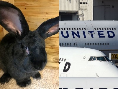 聯航誤將「世界第一巨兔」塞冰箱　16小時跨國屍體直送