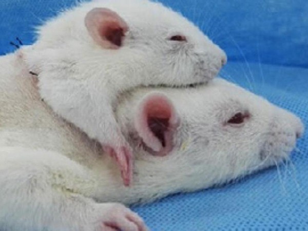 義大利神經學家卡納瓦羅宣稱：成功將一隻較「小隻」老鼠的頭，移植到另一隻較大的實驗鼠身上。（圖／翻攝自網路）