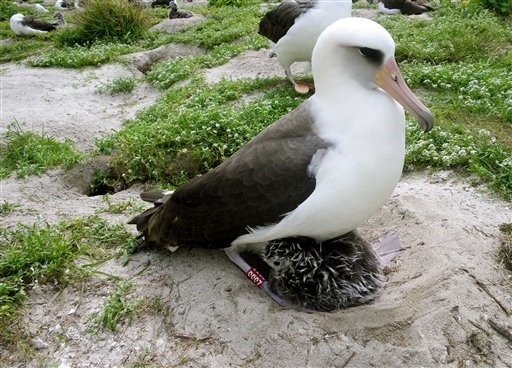 62歲的黑背信天翁(Laysan albatross)「智慧」又當媽，圖為牠2011年的照片。(圖／達志影像／美聯社)