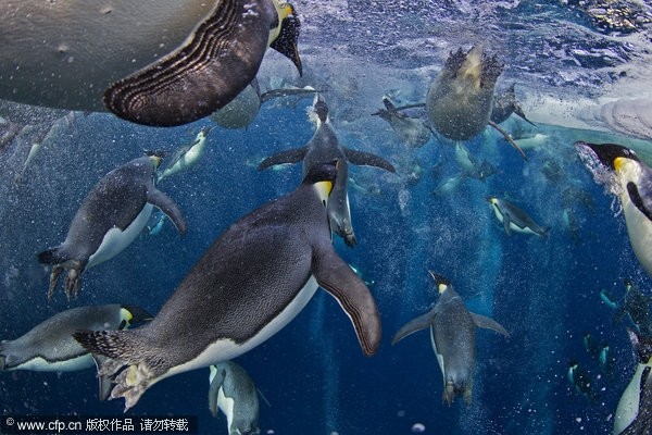 第56屆世界新聞攝影比賽(荷賽)獲獎作品精選。《國家地理》雜誌加拿大攝影師Paul Nicklen在羅斯海拍攝的「帝王企鵝」獲得自然類組照一等獎。(圖／CFP)