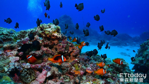 每年國曆的4、5月，潛進綠島的海底世界，可以看到珊瑚媽媽照顧珊瑚卵寶寶的獨特景象。（圖／東管處提供）