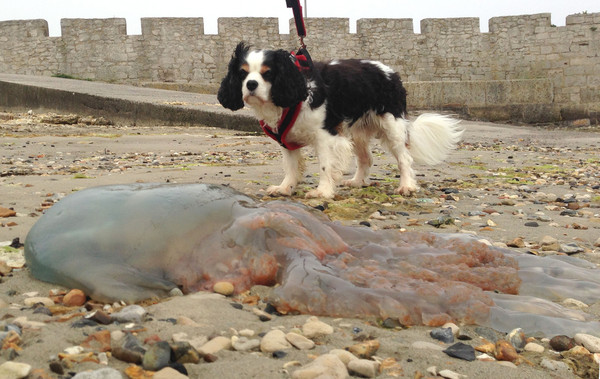 ▲英海灘驚見數百隻「桶水母」　身長90公分比臉還大！（圖／達志影像）