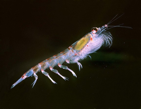 南極磷蝦是許多動物的主食。（圖／翻攝自維基百科）