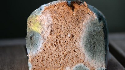 麵包發霉切掉能吃嗎？專家警告不整塊丟小心「吃到吐血」
