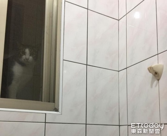 ▲米克斯跩哥超愛偷看媽媽洗澡。（圖／飼主Si Suan提供，請勿隨意翻拍，以免侵權。）