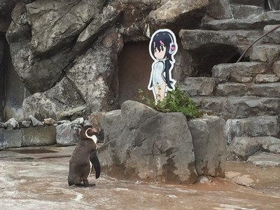 動物園企鵝悲戀「人形立牌」，背後竟是老婆被睡走的孤獨...