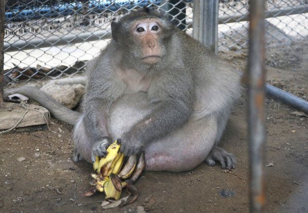 泰國過重猴子肥叔強制減肥。（圖／美聯社）