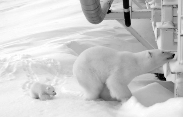 ▲美國阿拉斯加離岸煉油廠為了守護懷孕北極熊安心待產，除了封橋外還出動偵察機全面觀察。（圖／達志影像／美聯社）