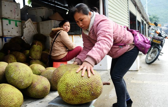 憑祥（廣西），一名憑祥市邊民在浦寨邊貿市場選購菠蘿蜜。(圖／新華社)