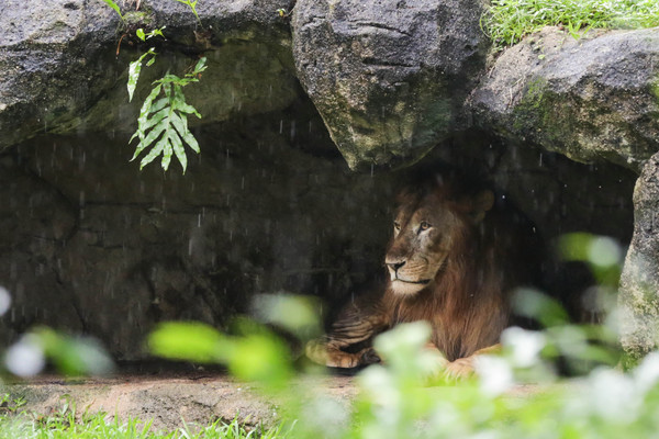 新加坡旅遊-新加坡動物園（圖／記者林世文攝）