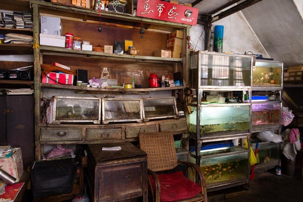 巧遇新竹最老水族店　時空彷彿停在40年前