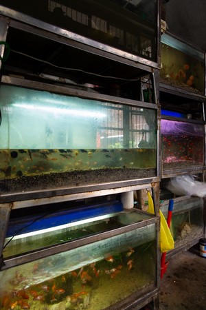 巧遇新竹最老水族店　時空彷彿停在40年前