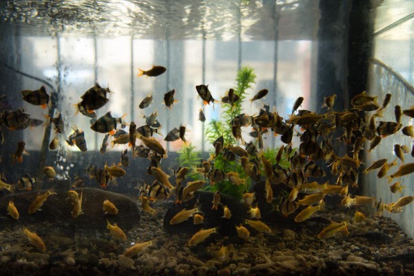 巧遇新竹最老水族店　時空彷彿停在40年前