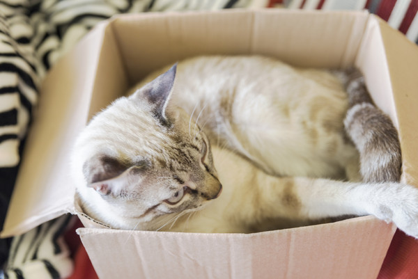 ▲貓咪,紙箱。（圖／達志／示意圖）
