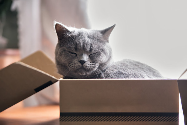 ▲貓咪,紙箱。（圖／達志／示意圖）