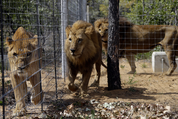 保育組織去年從秘魯及哥倫比亞馬戲團救出的33隻獅子，運往南非「伊姆亞大型貓科動物保育區(Emoya Big Cat Sanctuary)」接受保護。（圖／達志影像／美聯社）