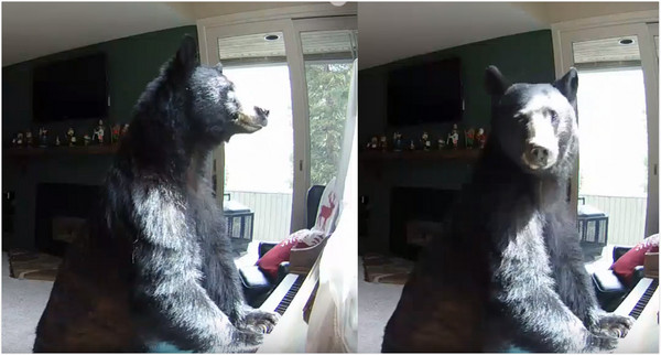 ▲美國灰熊彈鋼琴。（圖／翻攝自YouTube／King Viral）