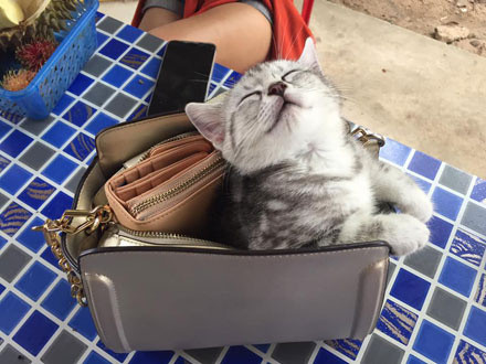 ▲在包包裡睡覺的貓。（圖／翻攝自Kanta K Aphirukattra ​​​​臉書，下同。）