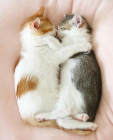 雙胞胎貓咪Amelie與Canele睡覺一定要抱在一起才睡得著。（圖／翻攝自IG @riepoyonn）