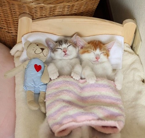 雙胞胎貓咪Amelie與Canele睡覺一定要抱在一起才睡得著。（圖／翻攝自IG @riepoyonn）