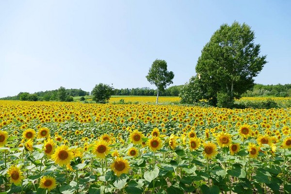 北海道北竜町向日葵花田，太陽花田（圖／取自北竜町ひまわり観光協会臉書專頁）