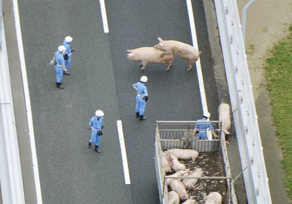 大阪阪神高速上19隻豬脫逃，交通警察面前直接交配。（圖／路透社）