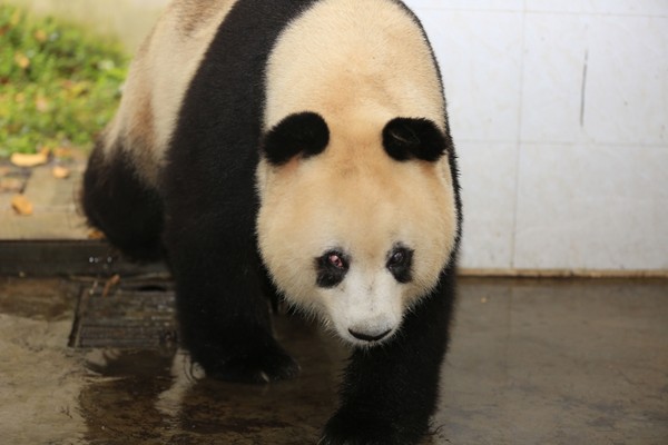 ▲34歲熊貓「蘇蘇」病逝。（圖／翻攝自中國新聞網）