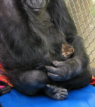 大猩猩Koko充滿母愛，特別喜歡照顧小貓咪。（圖／翻攝自San Jose Animal Care Center臉書）