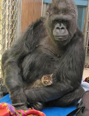 大猩猩Koko充滿母愛，一看到小貓就忍不住抱在懷裡。（圖／翻攝自San Jose Animal Care Center臉書）