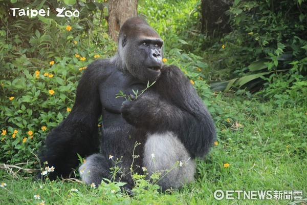 金剛猩猩「寶寶」雖然32歲了，但還是非常討厭看醫生，個性就像大孩子。（圖／台北市立動物園提供）