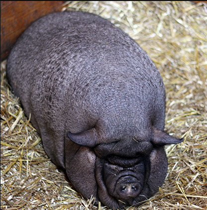 ▲▼波士頓寵物豬梅貝樂（Maybelle）被養到196磅（約90公斤），重量是一般寵物豬的2倍。（圖／翻攝自Animal Rescue League of Boston網站）
