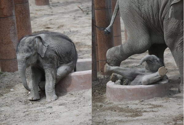 ▲小象卡洞。（圖／翻攝自哥本哈根動物園）