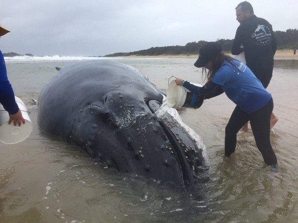 ▲▼鯨魚擱淺沙灘，眾人合力助其返回大海。（圖／翻攝自Environment+Heritage推特）